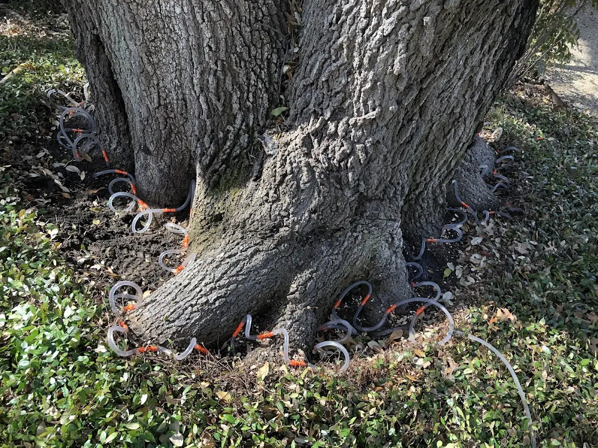 Detailed Tree Cabling and Bracing job site in Cebolla