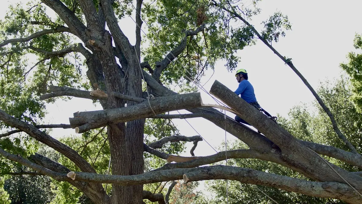 Professional Hazardous Tree Removal performed by certified arborists in Cebolla